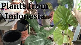 Houseplants from Indonesia! | Greenspaces ID Plant Mail