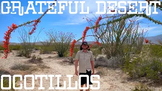 Grateful Desert Ocotillos in the Anza Borrego Desert