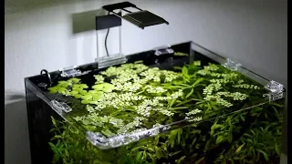 Planted Betta Fish Tank Setup | Using Aquarium Plants for Beginners!