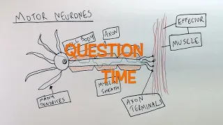 Neurones (AQA) | Nervous System | GCSE Biology (9-1) | kayscience.com