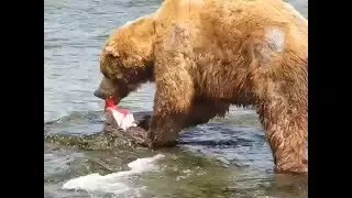 Grizzly Bear Eating Salmon at Brooks Falls, Alaska