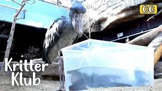 What A Living Dinosaur Shoebill Does Before Hunting l Kritter Klub