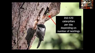 How to Attract Birds Using Native Plants