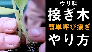 ウリ科の接ぎ木(キュウリ・メロン・スイカ他)育苗
