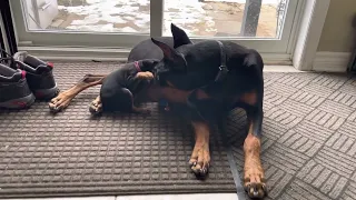 Doberman father/daughter moment.