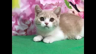 Котёнок играет. Британский котёнок. Купить котенка