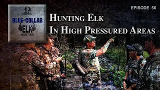 Hunting Elk in High Pressured Areas