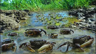 Wow Amazing! A lot of Snails and Crabs Along Flow Water At Rice Field Catch by A Fisherman today