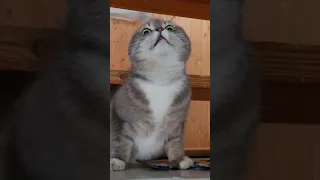 Пришёл под утро 😼