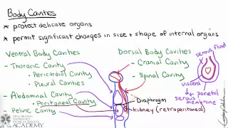 Body Cavities