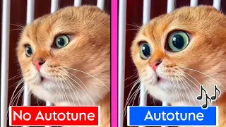 Talking Cat Original vs Autotune edit