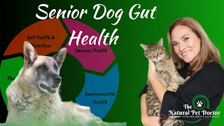 Why Your Senior Dog's Gut Health Is Important