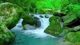 Water Flowing Nature Sounds For Smoothing Relaxation with Birds Singing For Stress Relief, ASMR