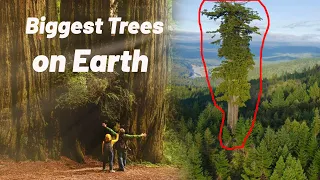 Biggest Trees on Earth || Bigger Than Your Imagination