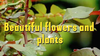 أزهار ونباتات جميلة Beautiful flowers and plants