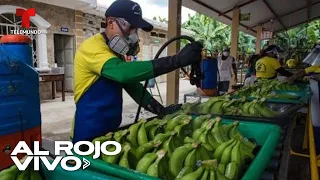 Detectan cocaína en cargamento de banano ecuatoriano con destino a EE. UU.