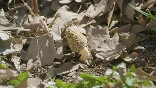 Morel Mushroom Foraging