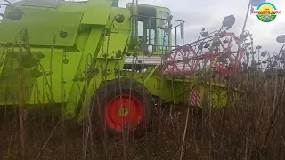 Соняшник зерновою жаткою. Збираємо врожай соняшника простою зерновою жаткою. Claas Mercator 70.