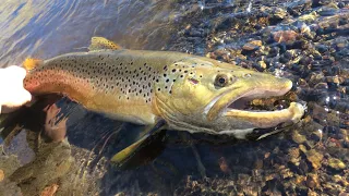 Caught My BIGGEST Brown Trout in Inches of Water!