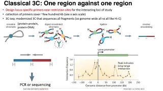 MCB 182 Lecture 10.3 - Chromatin conformation capture (3C, 4C) assays