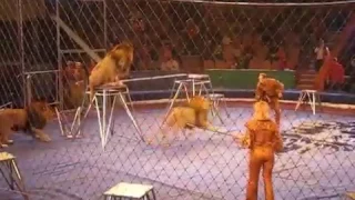 Львы напали на людей в Казанском цирке