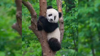cute panda 🐼