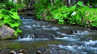 The sound of the river that improves concentration (the murmuring of the river) [study, sleep, ASMR]