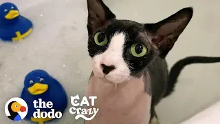 A Cat Who Is Obsessed With Water?! | The Dodo Cat Crazy