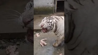 white tiger. Белый тигр 🐯