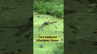 Cara berkesan hilangkan stress.. #shorts #shortvideo #binawebku #youtubeshorts  #viral