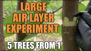 Large Air Layer Experiment - Transforming 1 Tree Into 5! (Illinois Everbearing Mulberry)