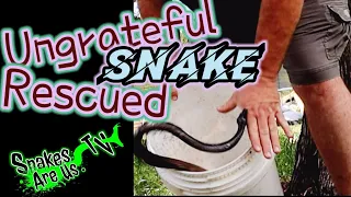 Ungrateful Snake Rescued from Certain Death.