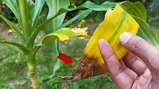 This is why your corn plant leaves tips turning brown