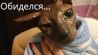 Купание кота | Донской сфинкс