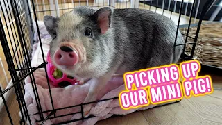 Bringing Our Baby "Mini Pig"  Home! 🐽 | KristenLeannimal