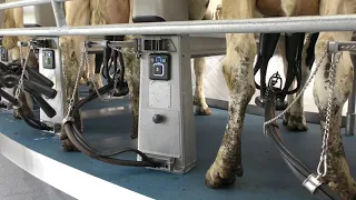 DeLaval Rotary E300 | Desmedt farm in Belgium | DeLaval