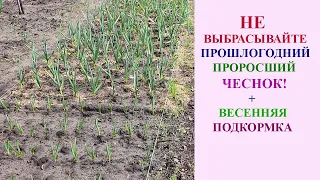 НЕ ВЫБРАСЫВАЙТЕ ПРОШЛОГОДНИЙ ЧЕСНОК!