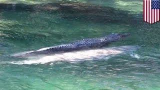 Alligator rides manatee: Incredible image of rare team-up goes viral - TomoNews