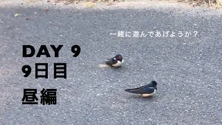 ツバメ巣作り密着24時9日目・昼編/Swallows build their nest DAY9 #1/夜の壮絶な戦い、それは巣から夫を叩き落とす朝から始まった・・・