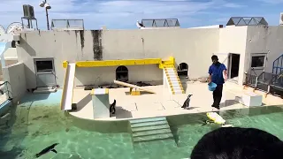 おたる水族館の自由なペンギンショー　フル