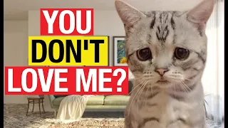 Shocking! These Daily Things Silently BREAK your Cat's HEART !