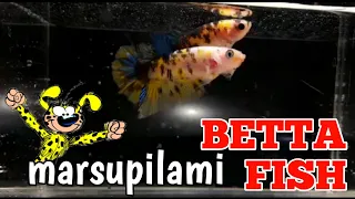 #208 marsupilami betta fish