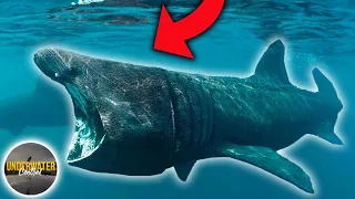 Top 10 Largest Sharks In The World | Underwater Central