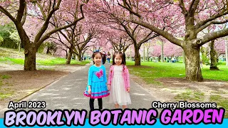 Brooklyn Botanic Garden, New York Cherry Blossoms April 2023