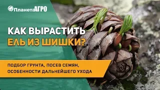 🌲 Как вырастить ель из шишки? Подбор грунта, посев семян, особенности дальнейшего ухода за елью