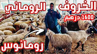 وصول الخروف الروماني رومانوس إلى الدار البيضاء 1600 درهم  و أخيرا كلشي عيد