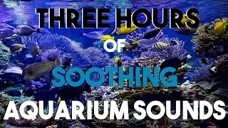 NO ADS Three Hours of Aquarium Sounds || Soothing Bubbles || Room Ambiance