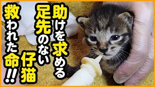 【子猫保護】親猫に食べられた...？足先のない子猫を保護しました