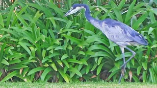 HERON SHOWS OFF ITS EPIC HUNTING SKILLS