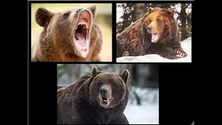 Three Brown Bear Attacks That Make You Think